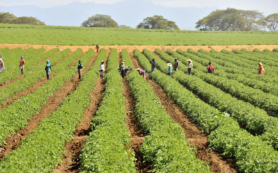 Inversión nacional y extranjera en la industria agrícola dominicana